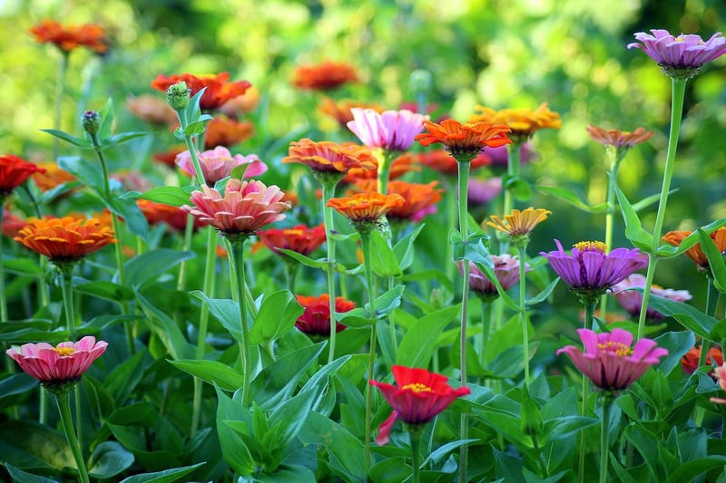 Flowering Vines