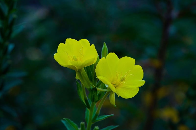 Enchanted Evening Primrose